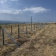ISOTEC Solar ISOGROUND montaj sistemi referansı - Gürcistan Marneuli, sıra sıra kurulan arazi yapısı